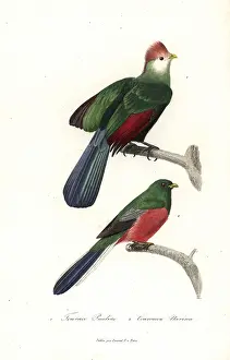 Complements: Red-crested turaco and Narina trogon