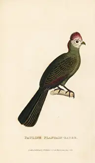 Paulina: Red-crested turaco, Tauraco erythrolophus