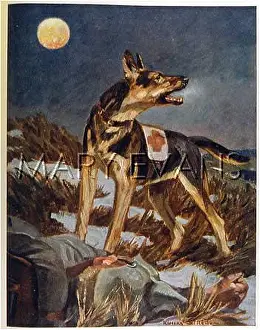 Barks: RED CROSS DOG JUGEND