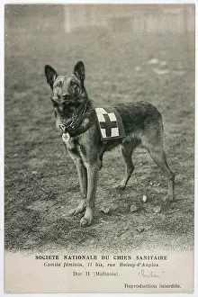 Red Cross Dog Waiting