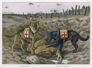Locate: RED CROSS DOGS