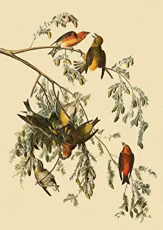 Loxia: Red Crossbill, Loxia curvirostra