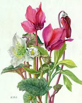 Cyclamen: Red Cyclamen and Christmas Roses