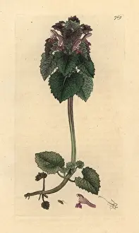 Purpureum: Red dead-nettle, Lamium purpureum
