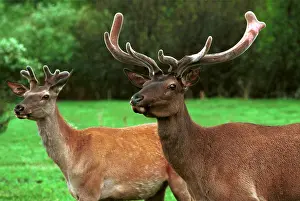 Ingredient: Red deer, 1998