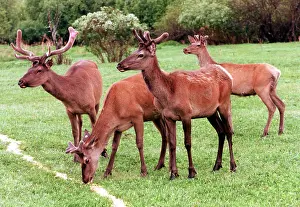 Ingredient: Red deer, 1998