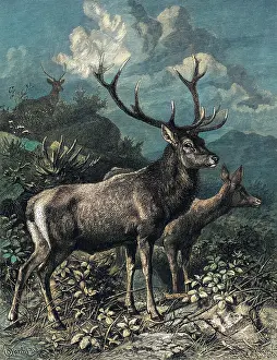 Elaphus: RED DEER - 2