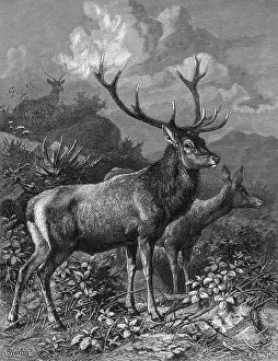 Elaphus: RED DEER - 2