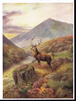 Rankin: Red Deer