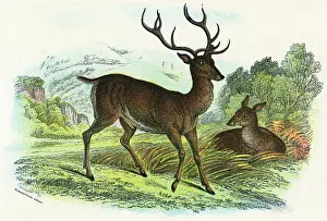 Elaphus: RED DEER
