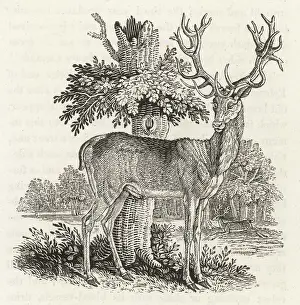 Bewick: Red Deer - Bewick