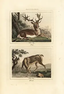 Barrs Buffon: Red deer, Cervus elaphus
