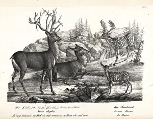 Elaphus: Red deer, Cervus elaphus, and fallow deer, Dama dama