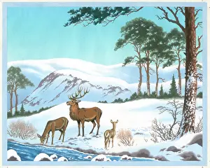 Fawn: Red Deer in the snowy highlands