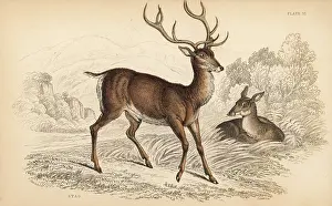 Elaphus: Red deer stag, Cervus elaphus