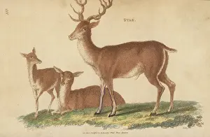 G. Kearsley: Red deer or stag, Cervus elaphus