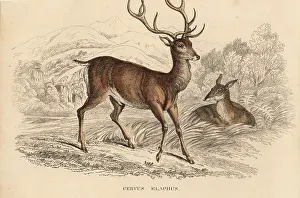 Bildersaal: Red deer stag, Cervus elaphus