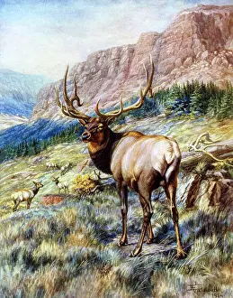 Antlers: Red Deer Stag by E Caldwell