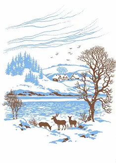 Red Deer in Winter