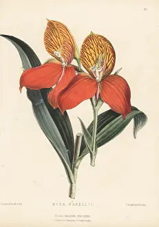 Kings Road: Red disa orchid, Disa uniflora