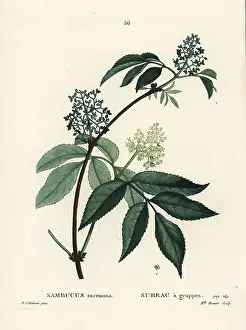 Poupee: Red elderberry or red-berried elder, Sambucus racemosa