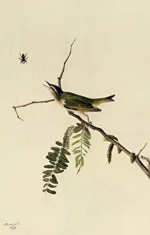 Vireo: Red-Eyed Vireo