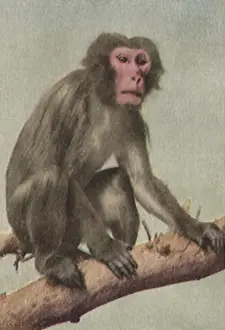 Apes: Red-Faced Monkey