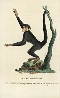 Red Faced: Red-faced spider monkey, Ateles paniscus
