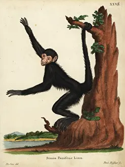 Seve: Red-faced spider monkey, Ateles paniscus. Vulnerable