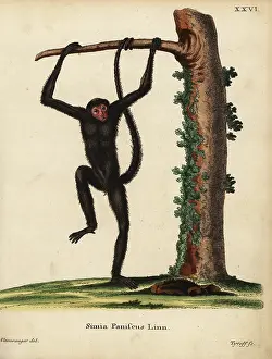 Tyroff: Red-faced spider monkey, Ateles paniscus. Vulnerable