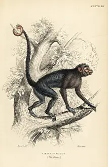 Jardines: Red-faced spider monkey, Ateles paniscus