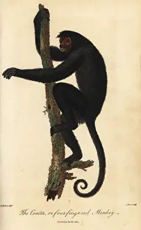 Sibly: Red-faced spider monkey, Ateles paniscus