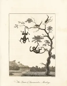 Stedman: Red-faced spider monkey and red-handed tamarin