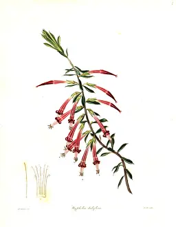 Red five-corner or crimson styphelia, Styphelia tubiflora