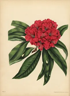 Litho: The red-flowered tree Rhododendron, Danger