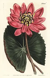 Nymphaea: Red-flowered water lily, Nymphaea rubra