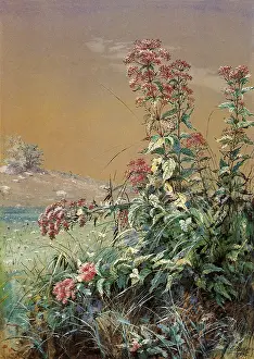 Weed: Red-Flowered Weed
