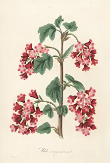 Redcurrant: Red flowering currant, Ribes sanguineum