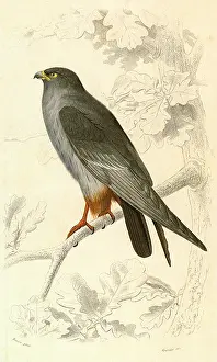 Falco: Red-Footed Falcon (Falco rufipes)