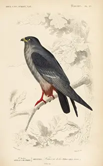 Travies: Red-footed falcon, Falco vespertinus