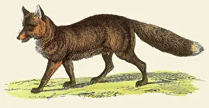 Splash: Red FoX