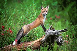 Singular: Red Fox Vulpes Vulpes Standing
