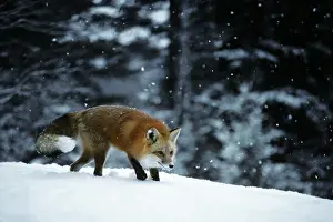 Cunning: Red Fox Vulpes Vulpes in Winter Landscape