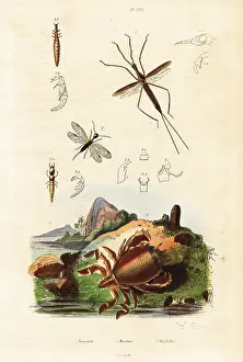 Steel Engraving: Red frog crab, snakefly and aquatic bug