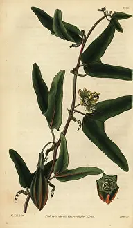 Passiflora: Red granadilla, Passiflora capsularis