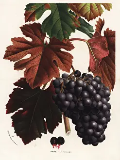 Vitis: Red grapes, Vitis vinifera