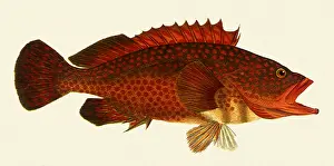 Grouper: Red Grouper, Epinephelus akaara