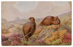 Uplands: RED GROUSE