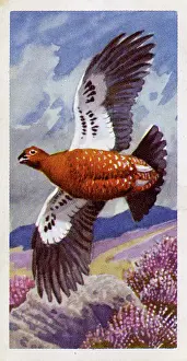 Grouse: Red Grouse in flight