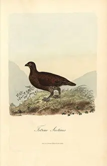 Lagopus: Red grouse, Lagopus lagopus scoticus